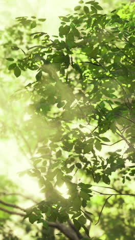 Sunlight filtering through lush green trees in a serene forest
