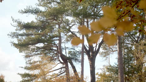 Rack-Focus-Between-Autumn---Fall-Leaves-And-Trees-In-The-Distance