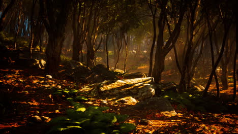 Mañana-Brumosa-En-El-Bosque-Con-Rayos-De-Luz-En-El-Bosque