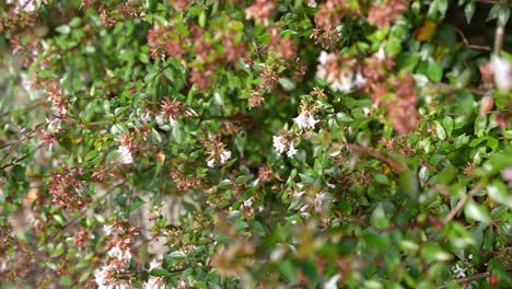 humming bird hawk moth flying in slow motion