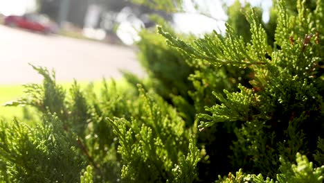 close-up of pine leaves in sunlight