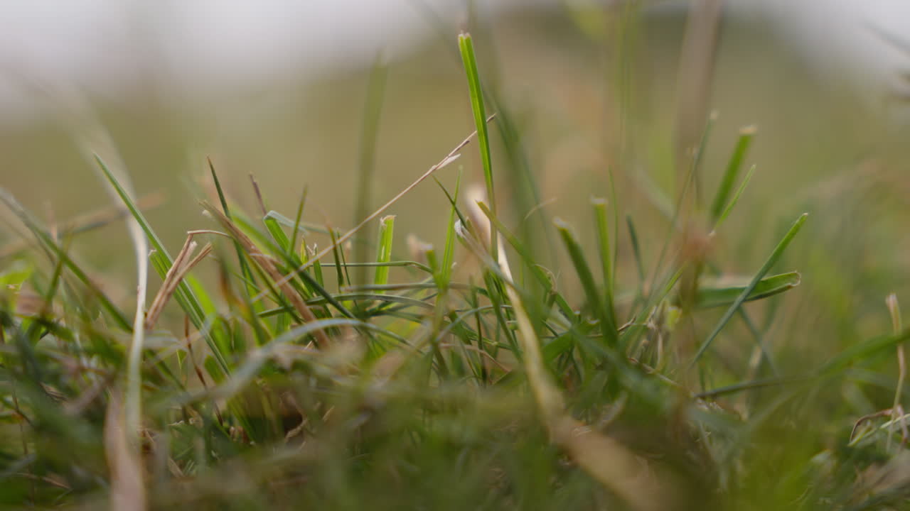 Lush grass close-up swaying in gentle breeze. Ideal for nature backgrounds or calming scenes