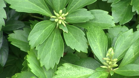 primer plano de las plantas de pachysandra en la cama del jardín
