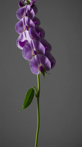 purple flowers on grey background