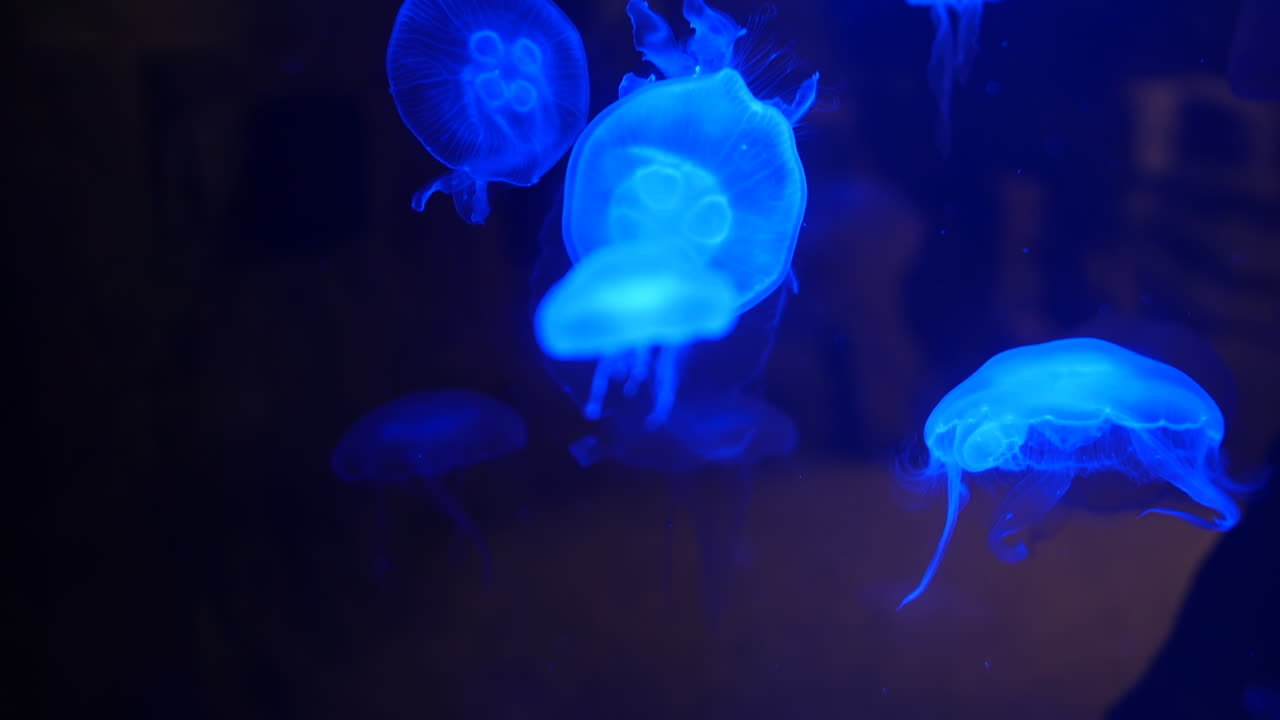Glowing jellyfish drift through dark blue water, their translucent bodies illuminated by soft light. The ethereal creatures float gracefully, creating a mesmerizing underwater display