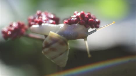 caracol arrastrándose sobre flor roja