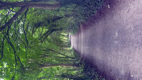 POV-Spaziergang-Im-Hochformat-Auf-Schmaler-Straße-Durch-Tunnel-Aus-Grünen-Bäumen