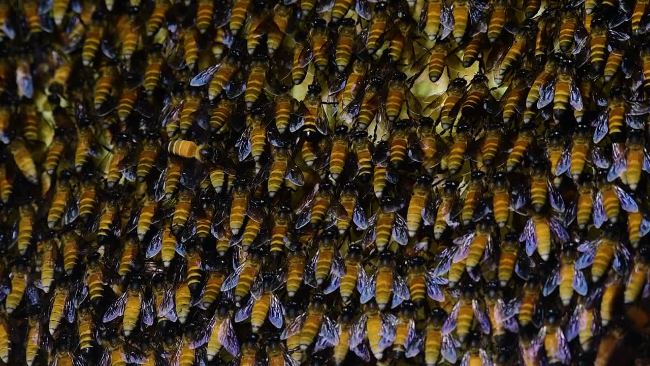 se sabe que las abejas melíferas gigantes construyen grandes colonias de nidos con bolsillos simétricos hechos de cera para almacenar miel como fuente de alimento.