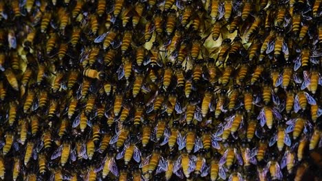 Se-Sabe-Que-Las-Abejas-Melíferas-Gigantes-Construyen-Grandes-Colonias-De-Nidos-Con-Bolsillos-Simétricos-Hechos-De-Cera-Para-Almacenar-Miel-Como-Fuente-De-Alimento.