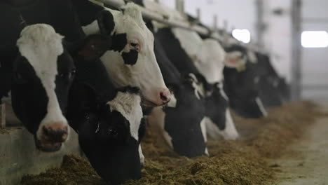 Grupo-De-Vacas-Lecheras-Paradas-En-Un-Puesto-De-Ganado-Y-Comiendo-Heno-En-Una-Granja-Lechera---Cámara-Lenta