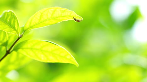 spider spin a web on green leaves with blurred nature background, spider on green leaves branches in blurred plants background.