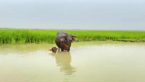 asian water buffalo with calf standing in deep water with baby, handheld view