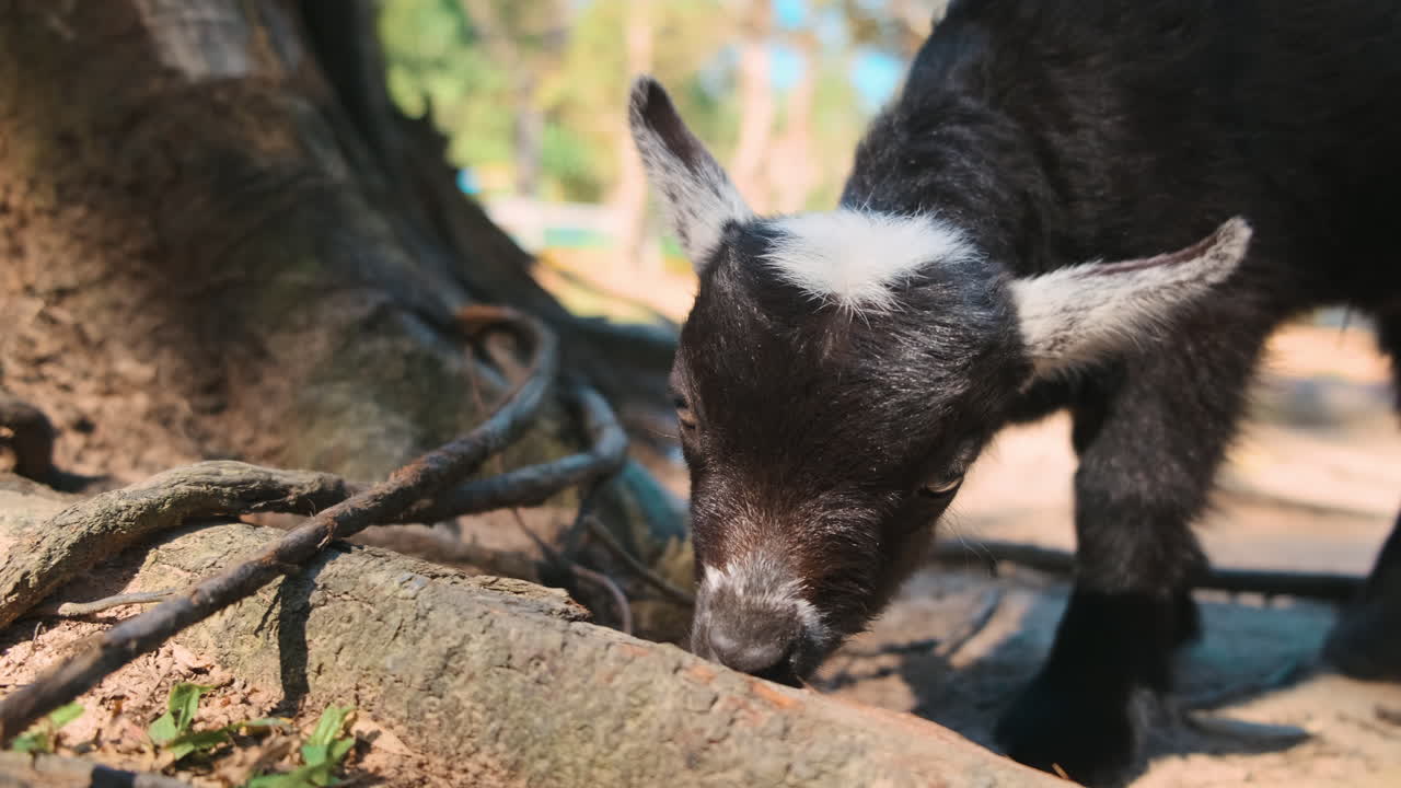 el bebé cabra explorando