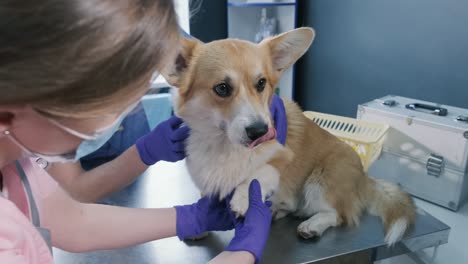 veterinarian team examines the paws of a sick corgi dog