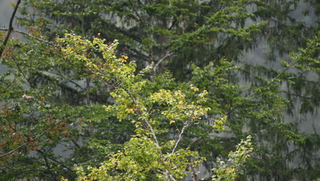 beech tree branch with leaves in rain, foliage in autumn colors