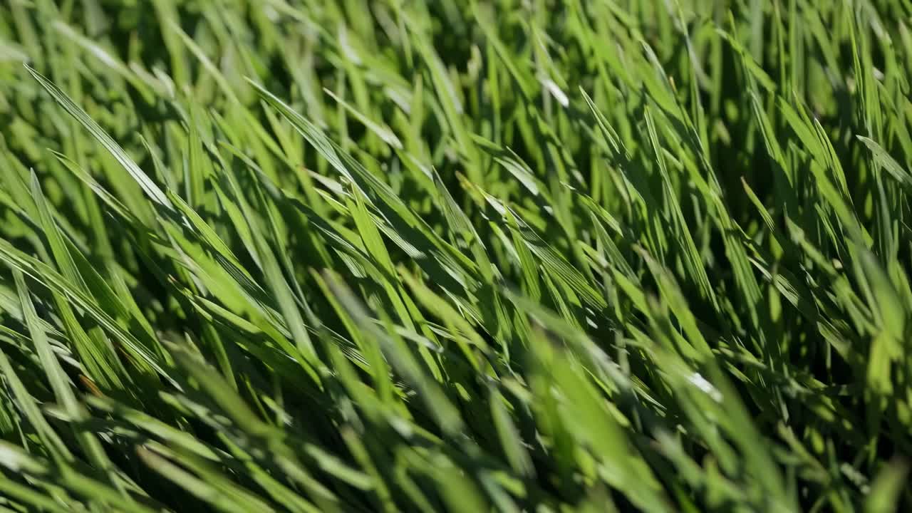 Video ravvicinato di rigogliose lame d'erba verde che ondeggiano dolcemente.