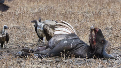 five vultures fight for their place on the carcass of a cape buffalo. the largest - probably a rueppel's vulture - puts on a show of dominance. the smallest scavenger - a hooded vulture - flies away.