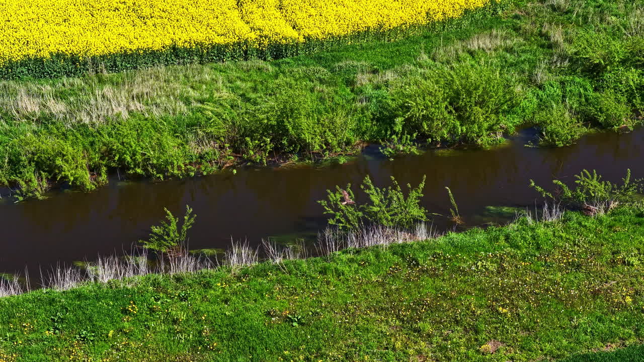 A western marsh harrier flies along the riverbanks in search of prey.