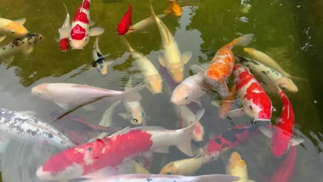 Viele-Koi-Fische-Schwimmen-In-Einem-Künstlichen-Teich