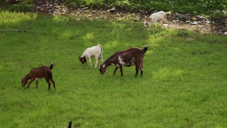 a handheld mid wide shot of four, white and brown coloured, indian goats grazing grass on a swampy wetland with water pools and mud during a sunny day