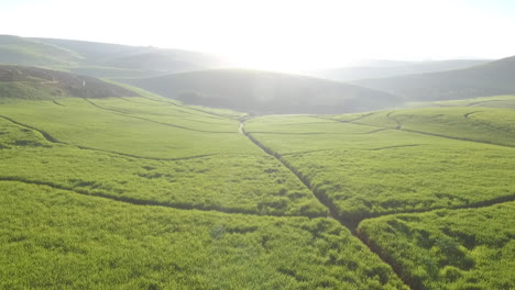 Drone-Disparó-Sobre-Una-Plantación-De-Caña-De-Azúcar-Con-El-Resplandor-Del-Sol-En-La-Distancia