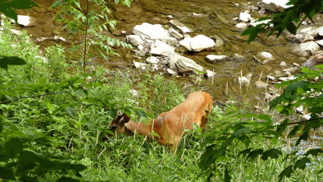 A-young-female-reindeer-is-feeding-herself-near-the-mountain-river