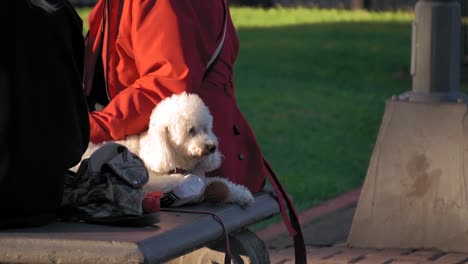 static close up shot of white poodle lying on square bench near owner at golden hour