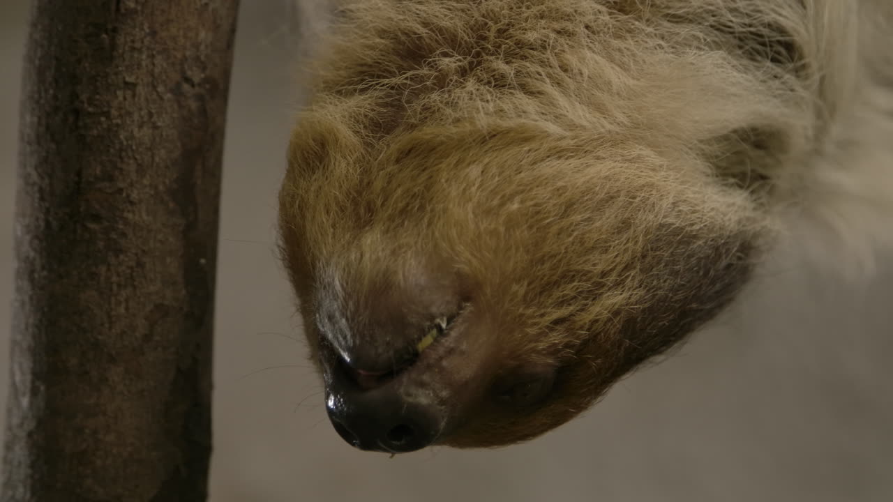 나무에 매달려 있는 두 발가락 나무늘보