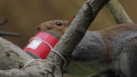 Eichhörnchen-Frisst-Aus-Vogelhäuschen-Auf-Baum