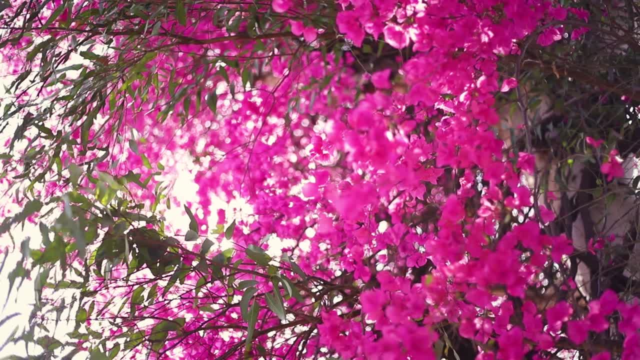 цветок и вспышка