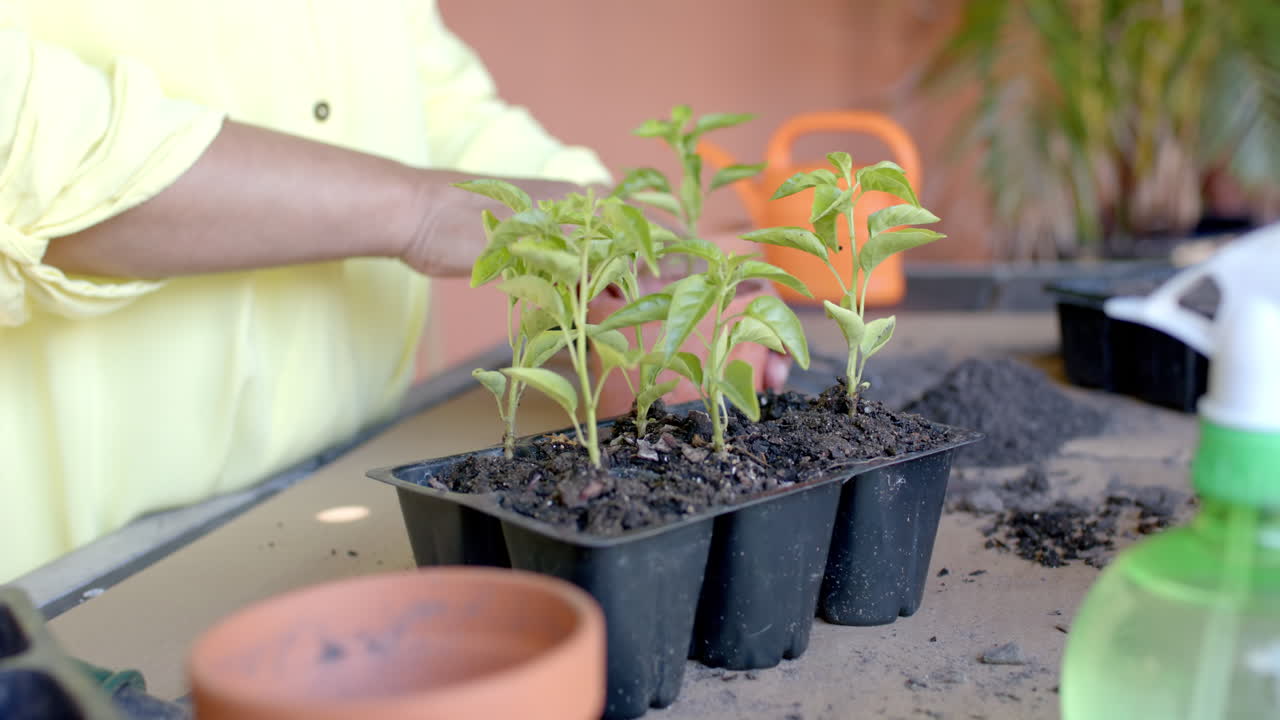 una mujer biracial está plantando plantas en macetas en el jardín de su casa, en cámara lenta.