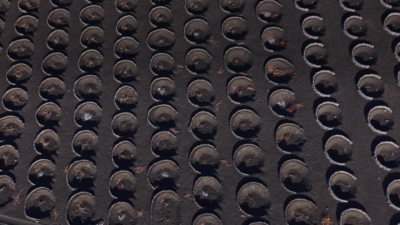 Vigneti su terreno vulcanico a Lanzarote, Spagna.