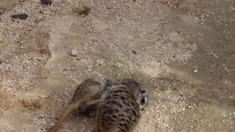 disparo de cerca de dos jóvenes suricatas enojados luchando en terreno arenoso al aire libre en el sol