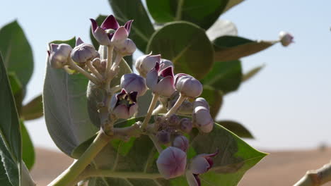 Cerca-De-Calotropis-Procera-Florecer-En-El-Medio-Silvestre