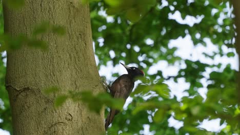 pájaro carpintero negro o dryocopus martius saltando hacia adelante en el tronco de un árbol
