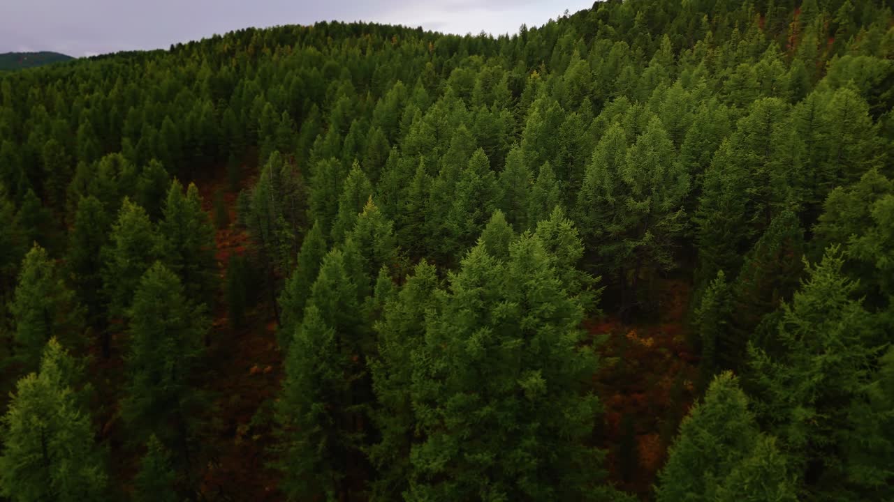 volo di drone sopra una fitta foresta di conifere al mattino presto in Altai