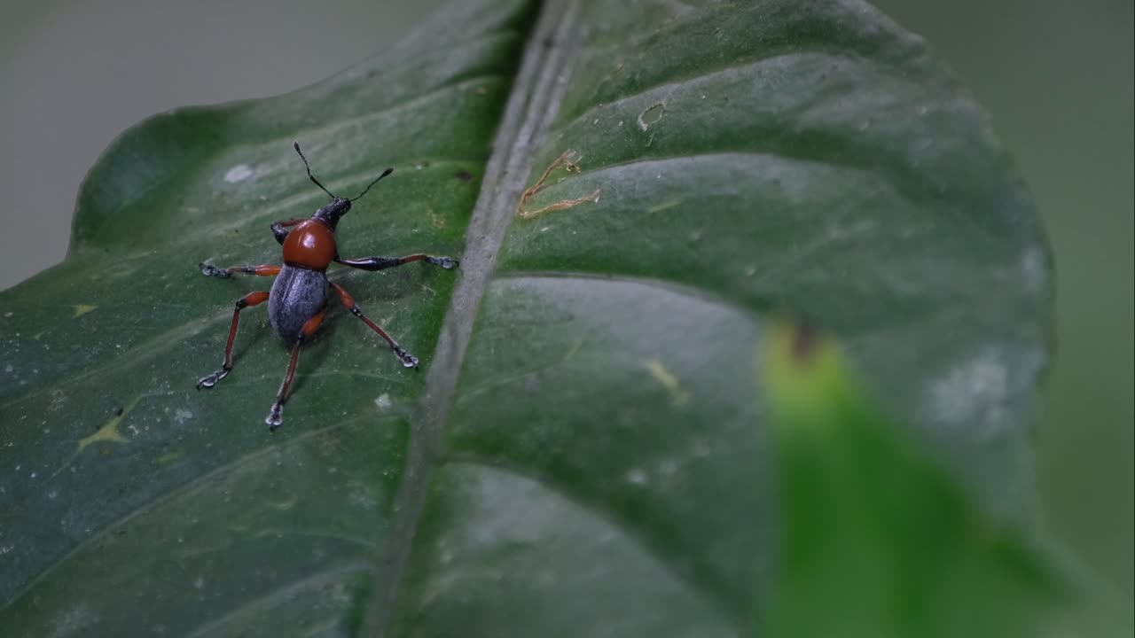la cámara se aleja mientras se desliza hacia la izquierda revelando este metapocyrtus ruficollis, filipinas