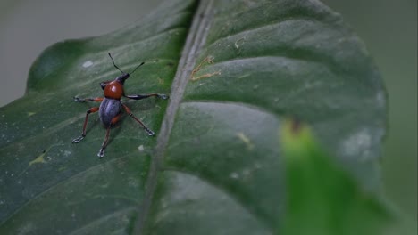 camera zooms out while sliding to the left revealing this metapocyrtus ruficollis, philippines