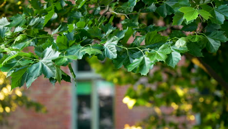 beautiful lush green maple leaves outdoors closeup nature background