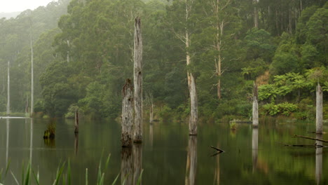 Beautiful-Lake-Elizabeth-located-in-the-Otway-Ranges-Rain-Forest-National-Park,-Victoria-Australia