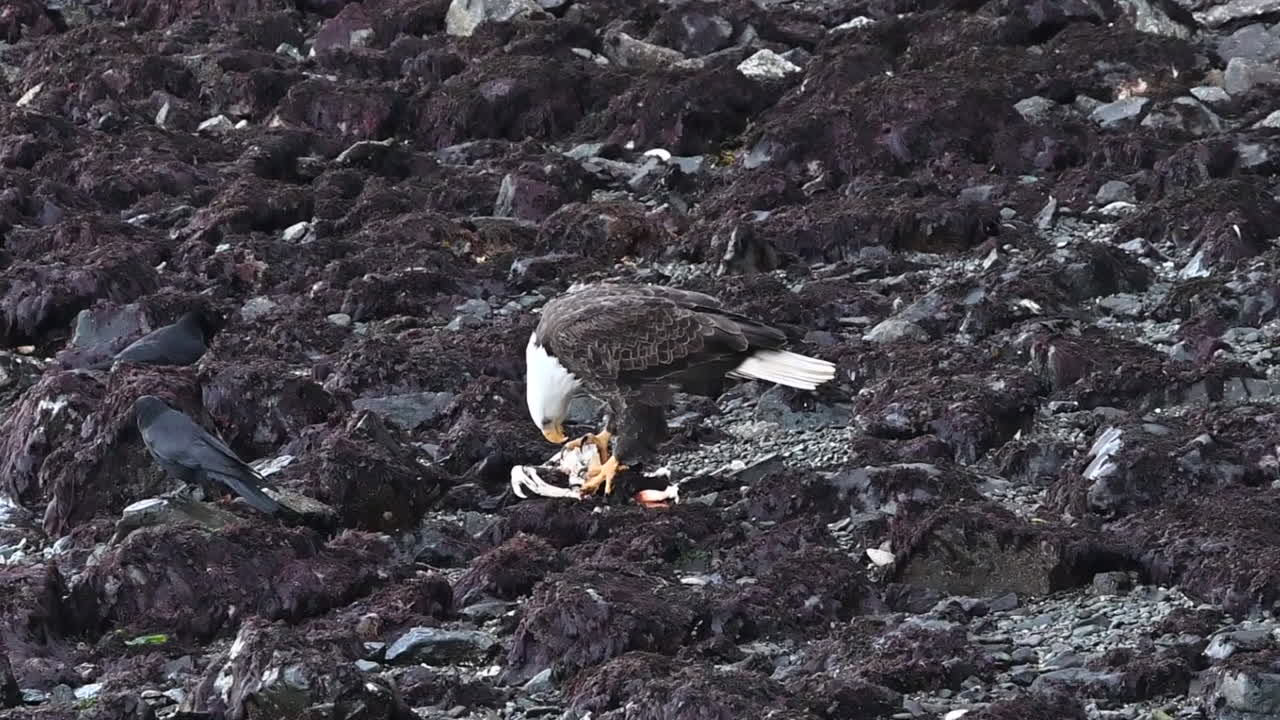 대머리 독수리가 브리티시 컬럼비아 해변에서 크래브를 먹으며, 까마귀가 잡은 물고기를 치는 것을 막고 있다.
