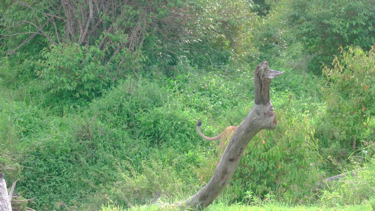 un solo león caminando por la hierba verde y los arbustos en el parque masai mara, kenia, áfrica