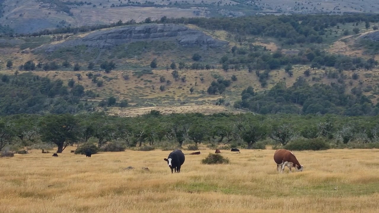 Paesaggio selvaggio della Patagonia vicino al Parco Nazionale Torres del Paine in Cile, con praterie e boscaglia dove mucche sparse pascolano pacificamente, natura selvaggia remota e bellezza naturale incontaminata.