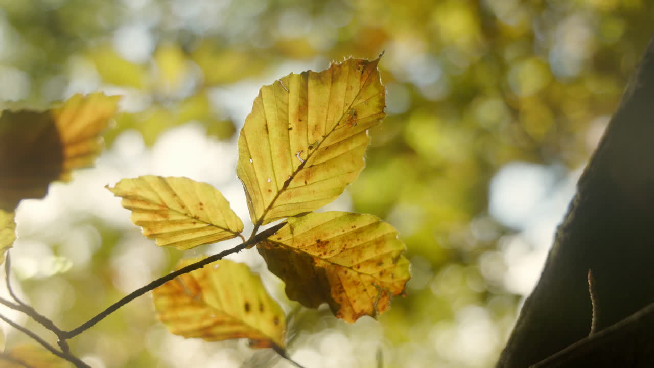 el follaje de otoño con hermosos colores