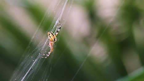 Close-up-of-spider-on-his-web