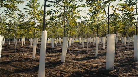 panning shot of a many newly planted trees on a tree farm on a sunny day