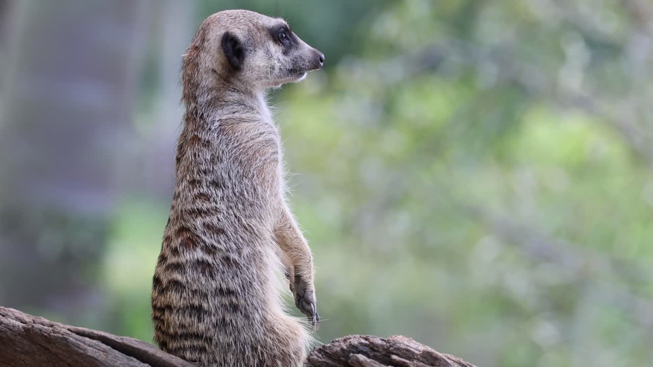 Suricato in piedi e attento su un ramo, che osserva l'ambiente circostante