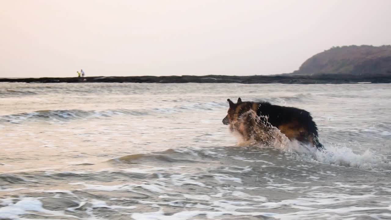 un perro pastor alemán jugando con una pelota en la playa, persiguiendo la pelota en las olas poco profundas y el agua en la orilla de la playa en la noche | joven pastor alemán jugando con el propietario en la orilla de la playa en pequeñas olas