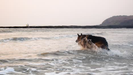 A-German-shepherd-dog-playing-with-a-ball-on-beach,-chasing-for-ball-in-shallow-waves-and-water-on-beach-shore-in-evening-|-Young-German-shepherd-playing-with-owner-on-beach-shore-in-small-waves