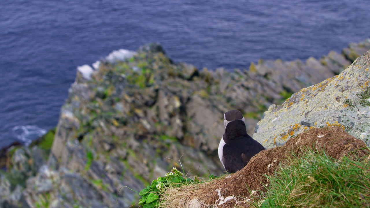 Nærbilde bakfra av en atlanterhavslundefugl (Fratercula arctica) som sitter på en gresskledd klippe med utsikt over den steinete kystlinjen og det blå havet på Hornøya, Vardø, Nord-Norge om sommeren